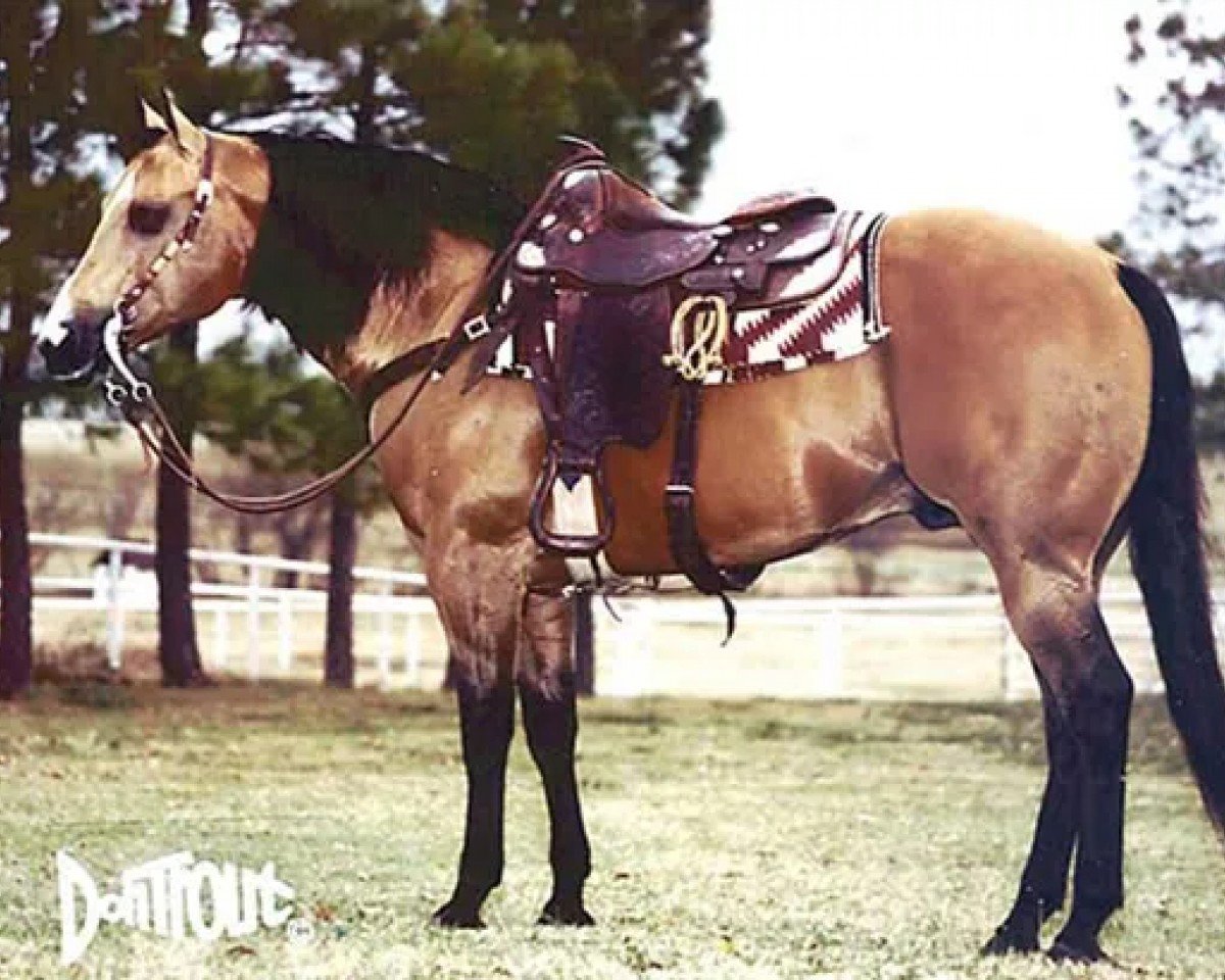 Stallone da monta Cee Bee Command (Quarter Horse, 1977, di Fritz Command)