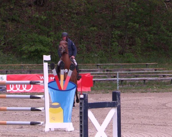 Reitturnier Lgl.-Oberhain, B95 2024