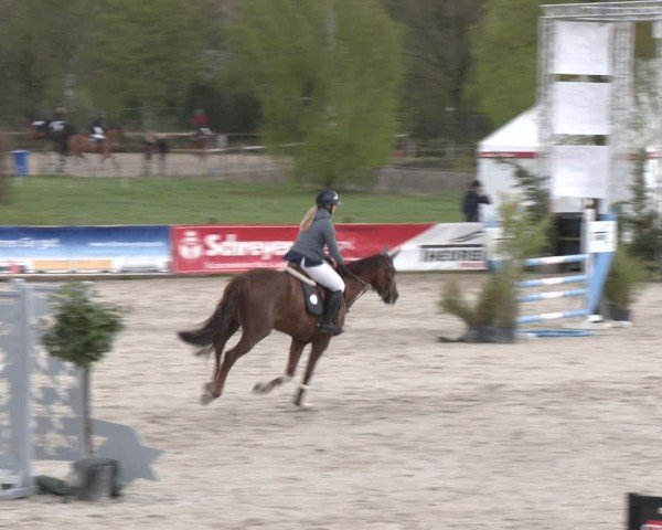 Reitturnier Westergellersen 2024