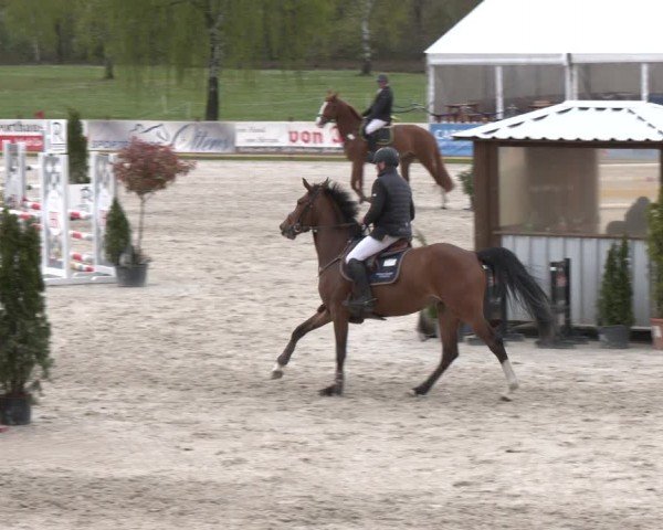 Reitturnier Westergellersen 2024