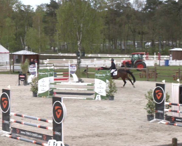 Reitturnier Westergellersen 2024