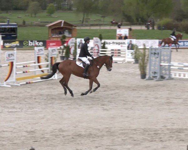 Reitturnier Westergellersen 2024