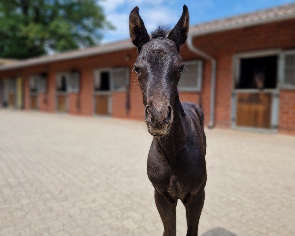 horse Glamour Girl L (Oldenburg, 2023, from San Amour I)