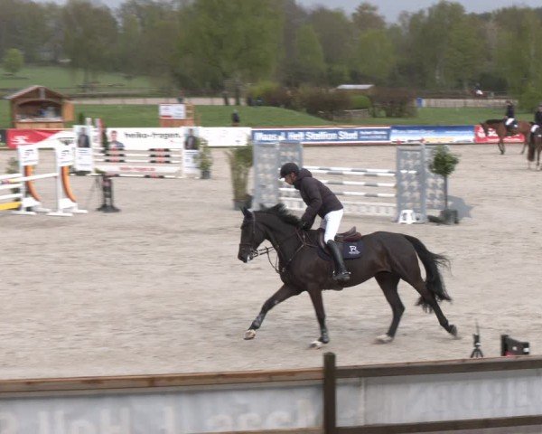 Reitturnier Westergellersen 2024