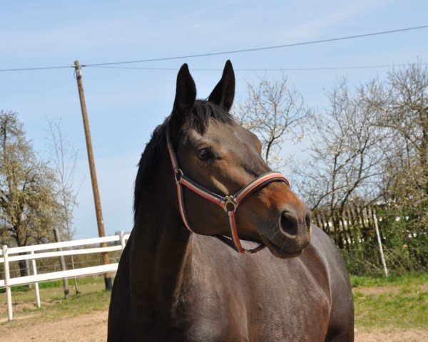 broodmare Calimba Noir (Trakehner, 2013, from Schwarzgold)