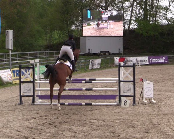 Reitturnier Lgl.-Oberhain, B95 2024