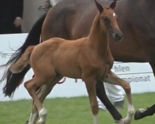 horse Hengst von Benicio / Le Vivaldi I (Westphalian, 2023, from Callaho's Benicio)