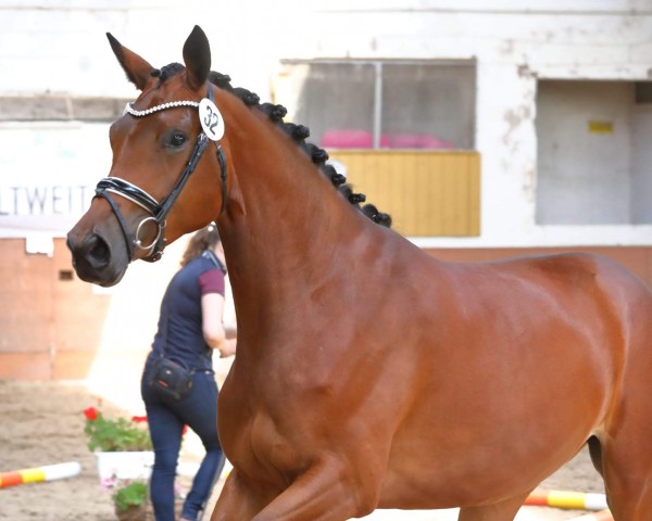 horse Victory (Trakehner, 2019, from Dezember)