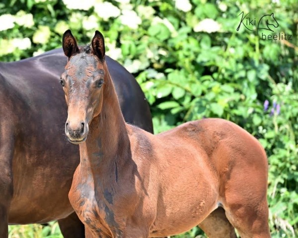horse CR7 (Trakehner, 2023, from Ivanhoe)