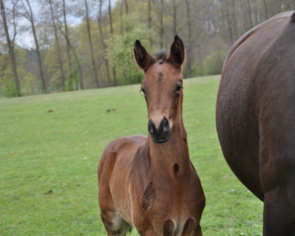 horse Clueso (Trakehner, 2021, from Interconti)