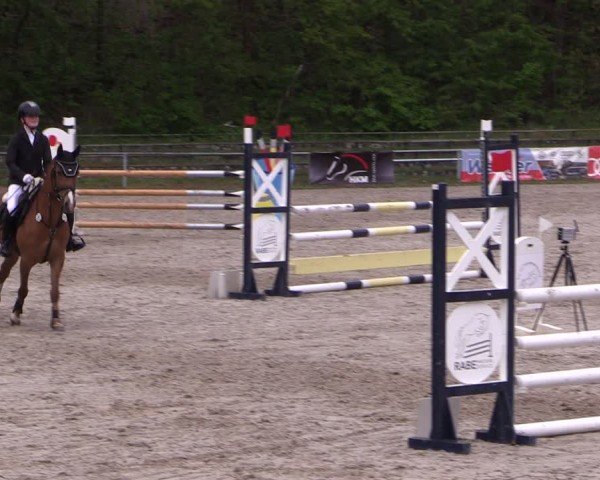 Reitturnier Lgl.-Oberhain, B95 2024