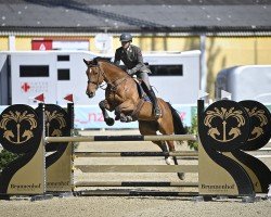 Springpferd Amelia D'Art Z (Zangersheide Reitpferd, 2013, von Andiamo)