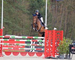 jumper Dante 173 (German Sport Horse, 2017, from Diamant de Semilly)