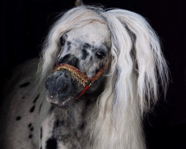 horse Rivale (Dt.Part-bred Shetland pony, 1999, from Rialto) horse Rivale (Dt.Part-bred Shetland pony, 1999, from Rialto)