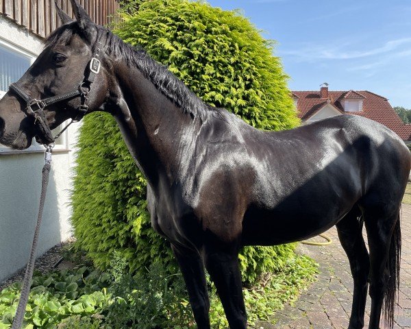 horse Saphir 329 (Hessian Warmblood, 1999, from Stargate)