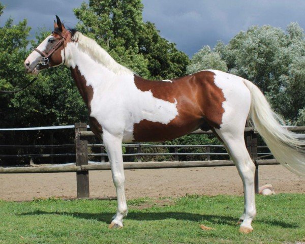 stallion Harlequin D'Orchidea (Selle Français, 2017, from Utah van de Rock)
