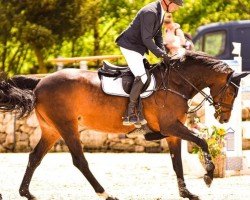 Springpferd Bonita 483 (Deutsches Sportpferd, 2011, von Balou du Rouet)