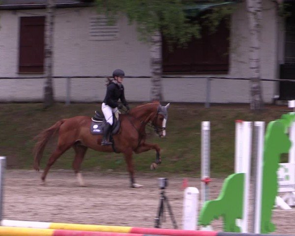 Reitturnier Lgl.-Oberhain, B95 2024