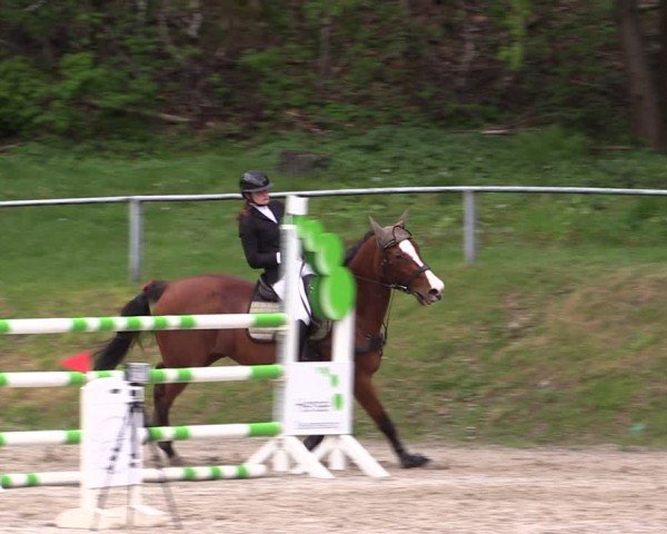 Reitturnier Lgl.-Oberhain, B95 2024