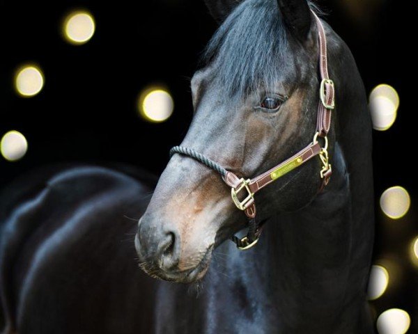 horse Dantes da Neo (Oldenburg, 2019, from Dante’s Jr.)