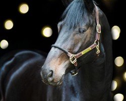 horse Dantes da Neo (Oldenburg, 2019, from Dante’s Jr.)