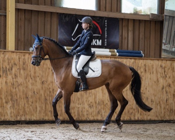 Springpferd Corku (Zangersheide Reitpferd, 2018, von Cornetto du Domaine)
