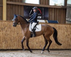 jumper Corku (Zangersheide riding horse, 2018, from Cornetto du Domaine)