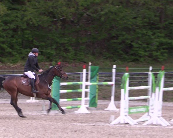 Reitturnier Lgl.-Oberhain, B95 2024