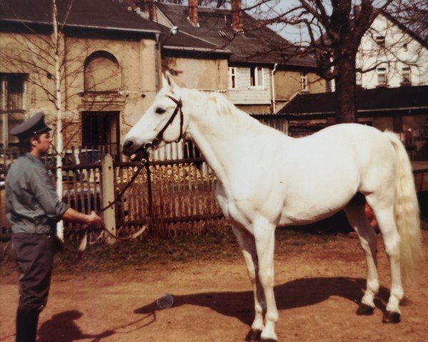 Deckhengst Rondus 1261 (Brandenburger, 1966, von Ralf Mo 1087)