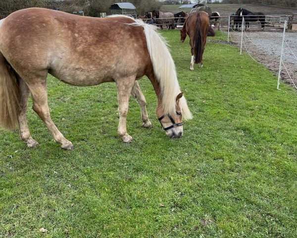 horse Delana (Haflinger, 2022, from Wirbelsturm-P)