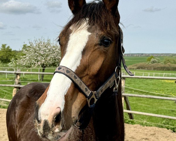 horse Zafira K (Hanoverian, 2023, from Zoom)
