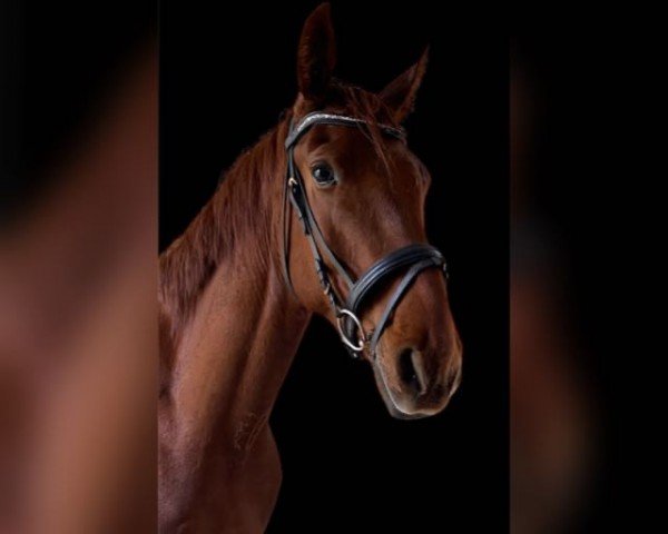 Koń skokowy Simba (Koń gorącokrwisty duński, 2019, od Rasputin)