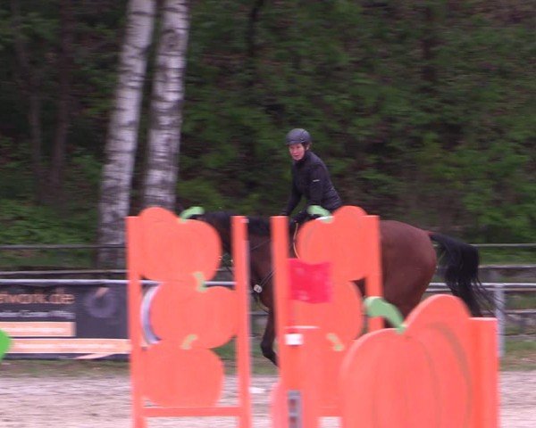 Reitturnier Lgl.-Oberhain, B95 2024