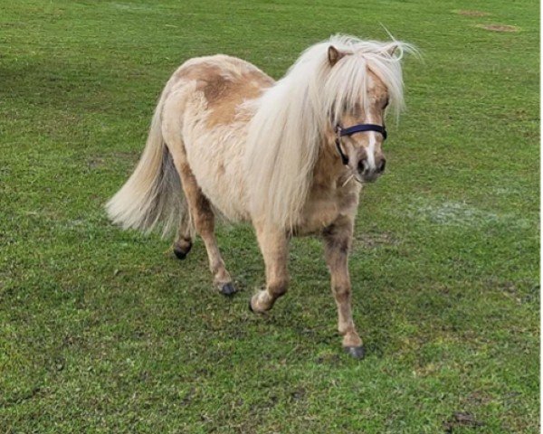 Zuchtstute Niederbroks Frida (Shetland Pony (unter 87 cm), 2021, von Hummer van Stal Polderzicht)