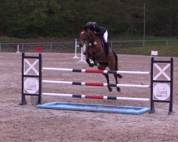 Reitturnier Lgl.-Oberhain, B95 2024