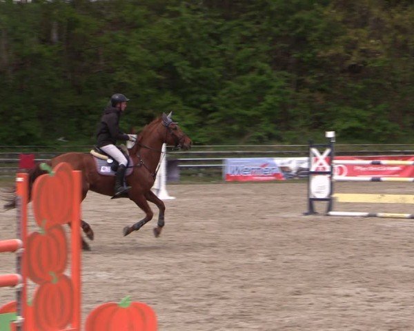 Reitturnier Lgl.-Oberhain, B95 2024
