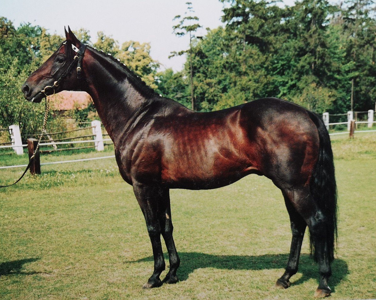 Deckhengst Animo xx (Englisches Vollblut, 1981, von Sir Gaylord xx)