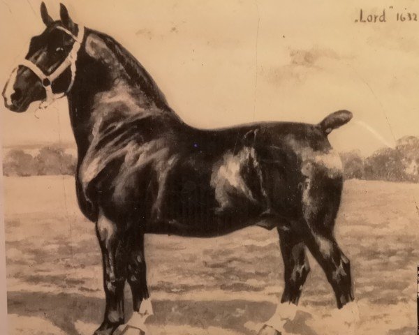 stallion Lord 1632 OF (Alt-Oldenburger / Ostfriesen, 1926, from Lützow 1587) stallion Lord 1632 OF (Alt-Oldenburger / Ostfriesen, 1926, from Lützow 1587)
