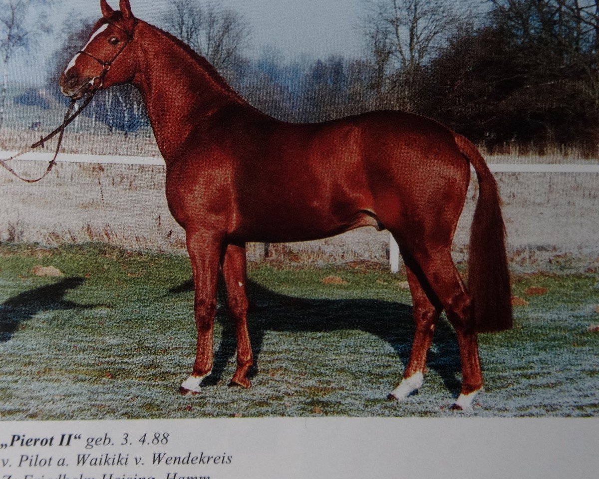Deckhengst Pierot II (Westfale, 1988, von Pilot)