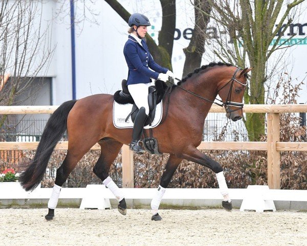 horse Percy Turfhorst (KWPN (Royal Dutch Sporthorse), 2020, from Vivino)