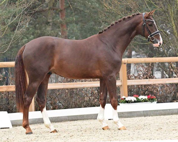 horse Bon Bon (Oldenburg, 2021, from Callaho's Benicio) horse Bon Bon (Oldenburg, 2021, from Callaho's Benicio)