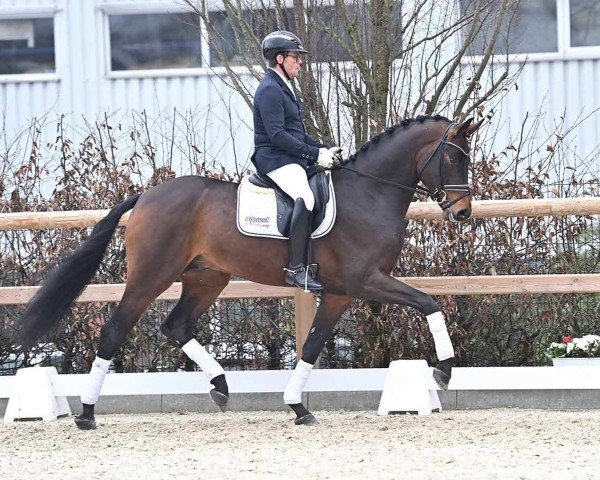 horse Fürstensilber II (Oldenburg, 2021, from Fürstenball)