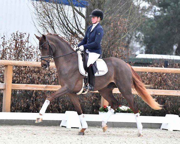 horse Vintagio (Oldenburg, 2021, from Viva Gold OLD)