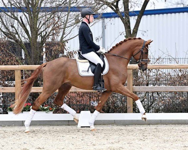 horse Hengst von Vivino / For Romance I (KWPN (Royal Dutch Sporthorse), 2021, from Vivino)