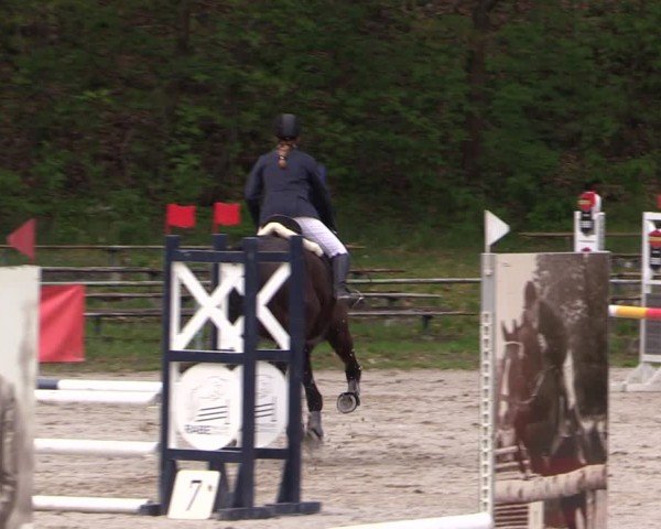 Reitturnier Lgl.-Oberhain, B95 2024