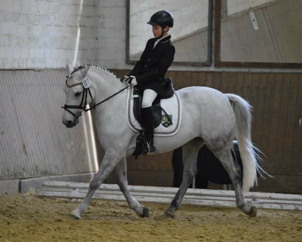 dressage horse Tender 14 (KWPN (Royal Dutch Sporthorse), 2004)