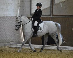 dressage horse Tender 14 (KWPN (Royal Dutch Sporthorse), 2004)