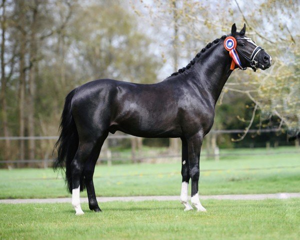 Pferd Friedrichshof Kents Diamond (Deutsches Reitpony, 2021, von Kent Nagano WE)