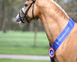 stallion Hengst von FS Mr. Right / FS Numero Uno NRW (German Riding Pony, 2021, from FS Mr. Right)