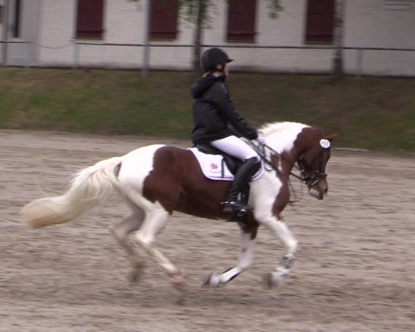 Reitturnier Lgl.-Oberhain, B95 2024